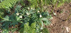 HELLEBORE Vert (Helleborus viridis) - Photo of Bustince-Iriberry