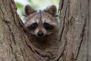Cute Raccoon   |   Raton laveur plutôt sympathique