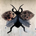 Painted Fly.jpg