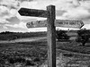 Dartmoor National Park in B&amp;W - Dartmoor National Park in B&W