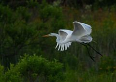 Great Egret captured w/ D6