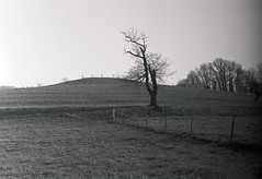 hill and tree
