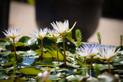 Waterlilies - Photo of Cardet