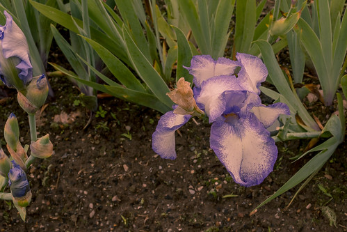 Montclair Presby Iris Gardens-01114