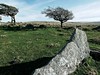 Lone stone with background trees on Dartmoor.This image is provided on an as-is basis, royalty free for personal editorial and web display usage only. - Royalty Free Dartmoor Images