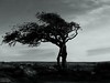 Lone tree on Dartmoor. This image is provided on an as-is basis, royalty free for personal editorial and web display usage only. - Royalty Free Dartmoor Images