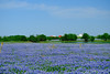 Bluebonnet Field, Brenham, TX - A selection of my best images over time