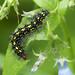 Tiger Moth Larva - Gnophaela vermiculata (Erabidae, Arctiinae, Arctiini) 121y-6098195
