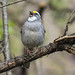 White-throated Sparrow - Zonotrichia albicollis (Passerellidae 121y-5117930