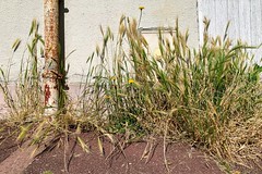 Poaceae - Photo of Lésigny