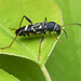 Longhorn Beetle - Clytus ruricola (Cerambycidae, Cerambycinae, Clytini) 121z-6134869
