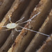 Tiny Mite - Linopodes sp. (Eupodididae) 121z-6134889