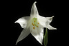 Photo：Lilium japonicum var. abeanum fma. album '201101' (Honda) Kitam., Acta Phytotax. Geobot. 14: 121 (1952). By Motohiro Sunouchi