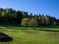 trees - Photo of Colroy-la-Roche