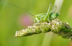 Great Green Bush-Cricket (Tettigonia viridissima) nymph ...