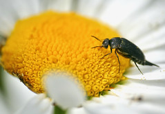 Tumbling Flower Beetle (Mordellistena ? sp.) on Daisy (Leucanthemum sp.)