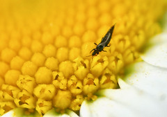 Thrips (Suocerathrips linguis ?) on Daisy (Leucanthemum sp.) - Photo of Échalou
