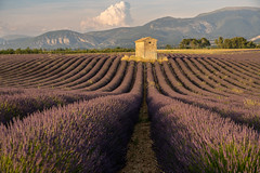 Lavender fields near Riez
