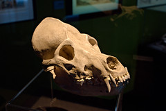 Crâne de loup-garou - Photo of La Haye-du-Theil