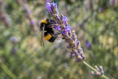 Bumble-bee on lavender