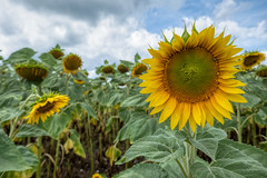 Sunflowers - Photo of Marckolsheim