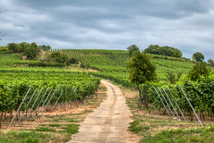 Vineyards near Odratzheim - Photo of Wintzenheim-Kochersberg