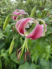 Bronx - NYBG: Perennial Garden - Oriental Hybrid Lily