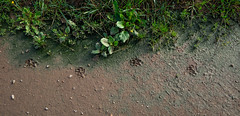 footprint - Photo of Rohr