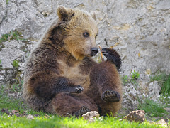 Bear sitting in a funny position - Photo of Sarrageois