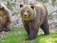 Mother bear posing - Photo of Sarrageois