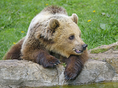 Young bear posing at the water - Photo of Sarrageois