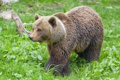 Bear walking in the grass - Photo of Sarrageois