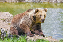 Bear at the shore - Photo of Sarrageois
