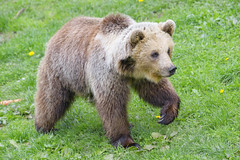 Next one of a bear walking - Photo of Sarrageois