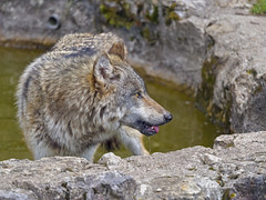 Wolf after drinking - Photo of Sarrageois