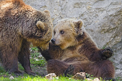 Two young bears playing with each other