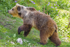 Young bear walking fast