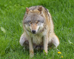 Wolf doing some kind of business... - Photo of Sarrageois