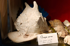 Casque cornu - Photo of Fresne-l'Archevêque