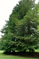 Séquoïa toujours vert - Photo of Bézancourt