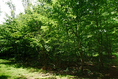 Frêne - Photo of Bézu-la-Forêt