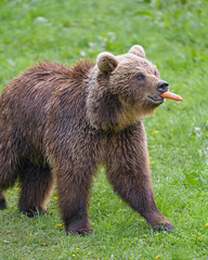 Bear with carrot in the mouth