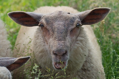 Sheeps / Brebis - Photo of Pontvallain