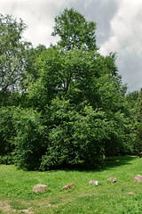 Hêtre austral - Photo of Étrépagny