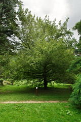 Érable negundo - Photo of Bézu-la-Forêt