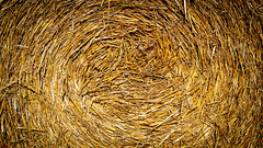 Bales of straw, late summer in the Pays de Gex, Ain.