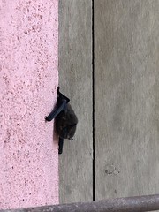 Bat outside of our bedroom window - Photo of Caves