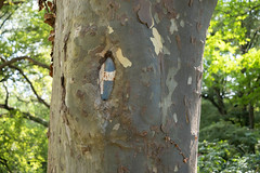 Parking sign eaten by a tree - Photo of Saint-Marcel-d'Ardèche