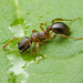 Ant - Myrmica sp. (Formicidae, Myrmicinae) 121z-6184974