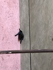 Bat outside of our bedroom window - Photo of Opoul-Périllos